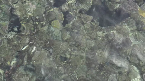Purity of nature. Top view of needlefish and other little fish swimming in clear Stock Footage 149437018