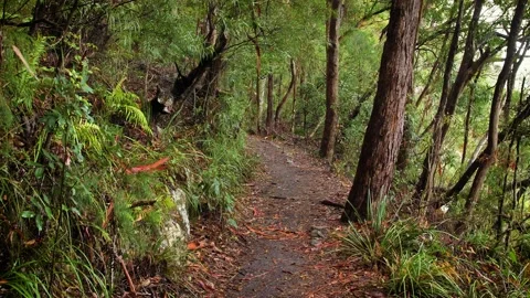 Purlingbrook Falls Track, Springbrook National Park, Gold Coast Hinterland Video stock 146830002