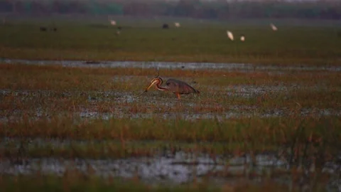 Purpel heron eats a snake after catching it 動画素材 232453665