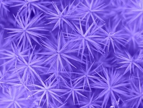 Purple abstract background with copy space. Stock Photos