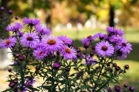 Purple accent Stock Photos