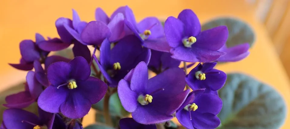 Purple African Violets Stock Photos