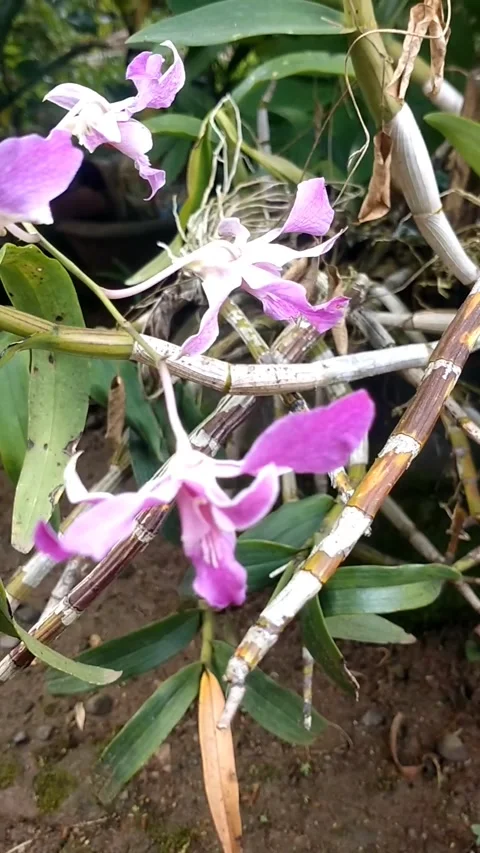 Purple agrek flower Stock Footage 328296045