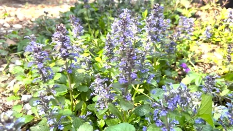 Purple ajuga flowers blooming in spring garden Stock Footage 336507250