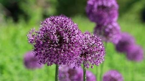 Purple allium flower close up Stock Footage 244242293