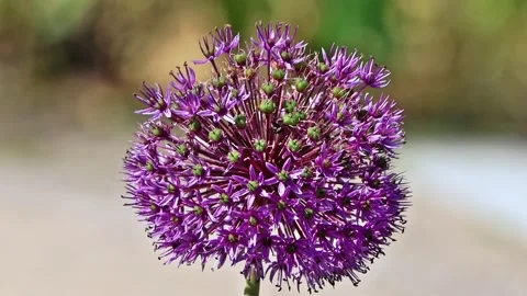 Purple allium flower close up Stock Footage 247469841