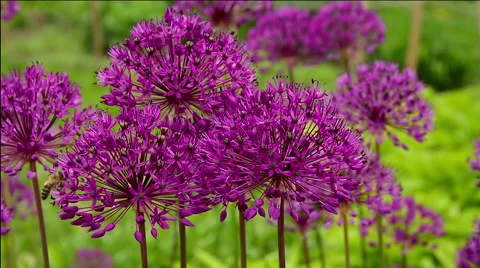 Purple Allium flower. Stock Footage 50114617