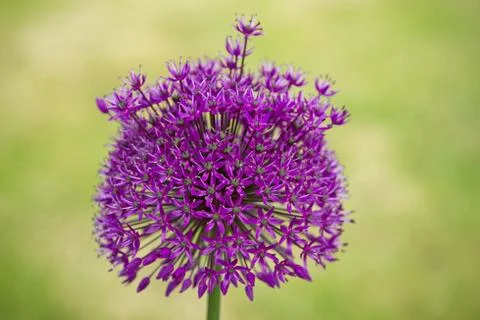 Purple allium Stock Photos
