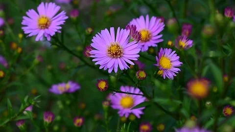 Purple alpine aster flowers Stock Footage 116663379