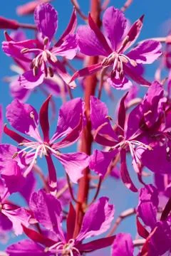 Purple alpine fireweed Stock Photos