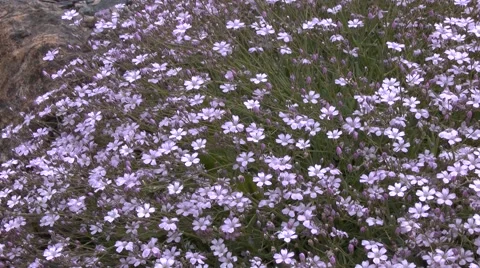 Purple Alpine Flowers 2 動画素材 41592677