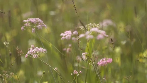 Purple alpine flowers Stock Footage 94957933