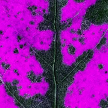 Purple and black background with leaf texture Stock Photos