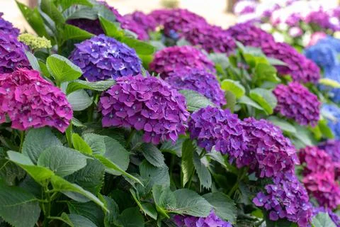 Purple and blue Hydrangea macrophylla hedge with soft bokeh Stock Photos