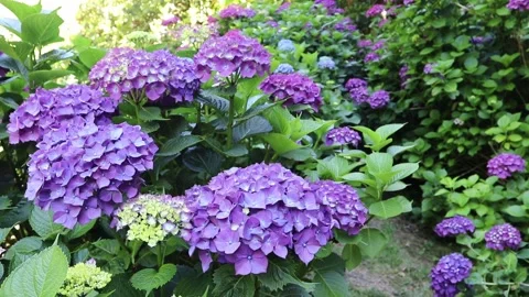 Purple and blue hydrangea shrubs in a shaded garden landscape Stock Footage 336895087