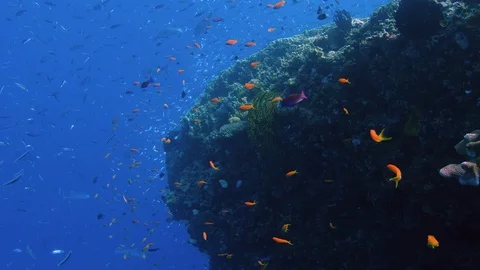 Purple and Orange Anthias drift in the current, Coral Bommie. Great Barrier Reef Stock Footage 113273125