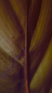 The purple and orange gradient colored backside of a tropical leaf Stock Photos