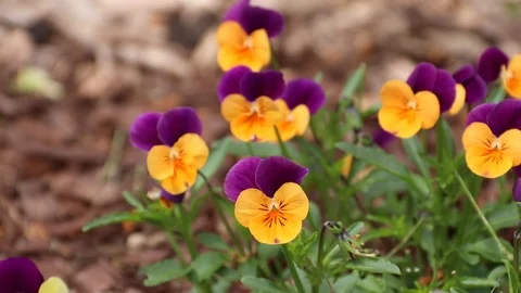 Purple and orange Viola Spring Flowers Waving in the Wind 스톡 동영상 108502525