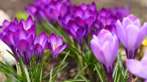 Purple and pink flowers in spring Vídeos de archivo 152520053