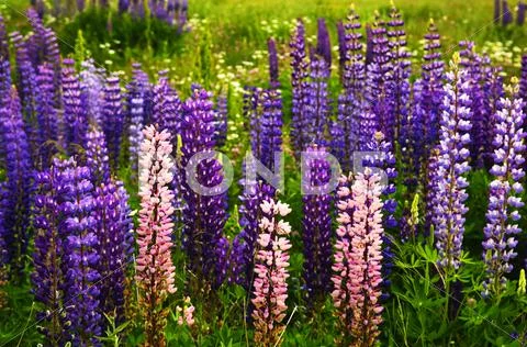 Purple and pink garden lupin flowers Stock Photos