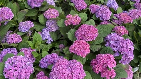 Purple And Pink Hydrangea Flowers Blooming Dense Clusters Stock-Footage 334903871