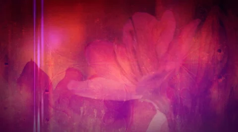 Purple and Pink Impression Stock Footage 50764911
