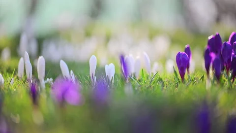 Purple and white crocus flowers blooming in green grass, spring nature, 4K slow Stock Footage 332308908