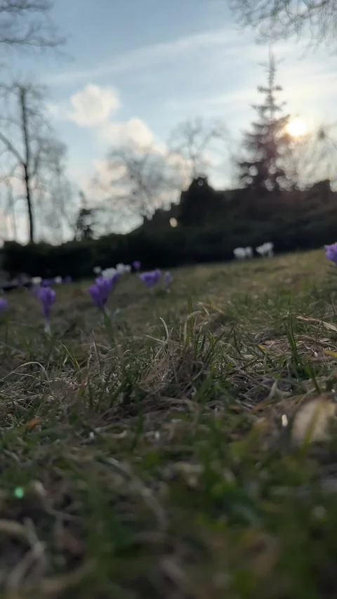 Purple and White Crocuses Blooming in Park at Sunset Stock Footage 331679166