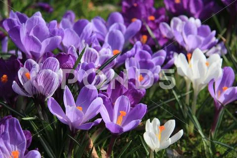Purple and white crocuses in a field Stock Photos