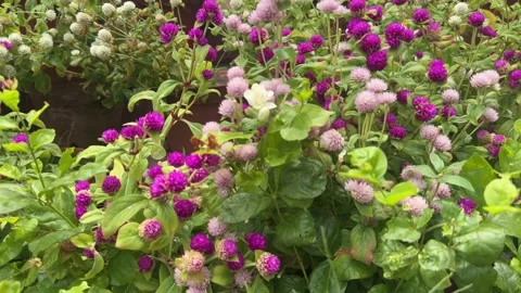 Purple and White Globe Amaranth Flowers in Garden Pots in Summer Stock Footage 338040948