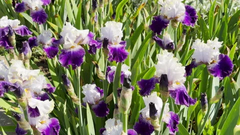 Purple and White Iris Flowers Bloom Abundantly in a Sunlit Garden Stock Footage 335915087