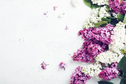 Purple and white lilac flowers. Stock Photos