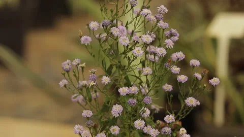 PURPLE AND WHITE SOLIDASTER Stock Footage 306694137