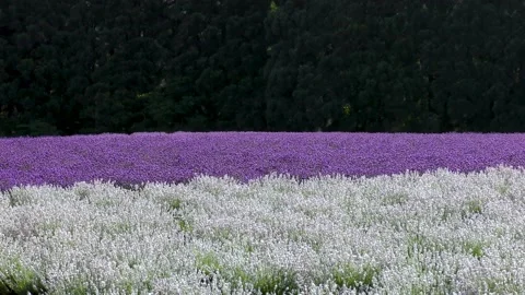 Purple and white two-tone lavender field Stock Footage 145067982