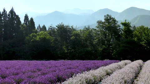 Purple and white two-tone lavender field Stock Footage 145067997