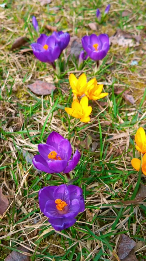 Purple and yellow crocus blooming on grassy meadow in spring 库存影片 331592891