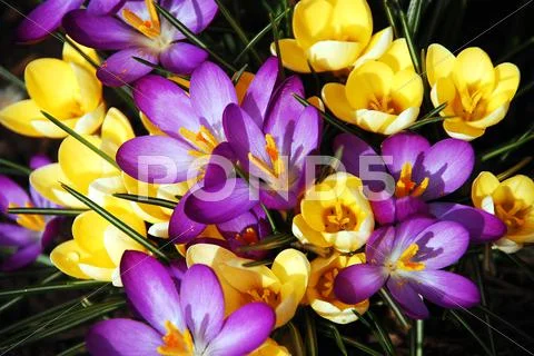 Purple and yellow crocus Stock Photos