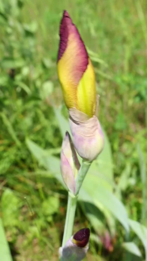 Purple and yellow iris bud preparing to bloom in garden Видео 310739153