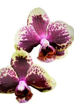 Purple and Yellow Orchid Stock Photos