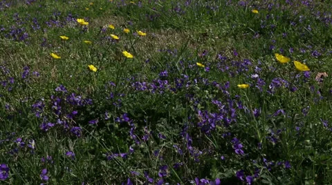 Purple and yellow spring Stock Footage 22770419