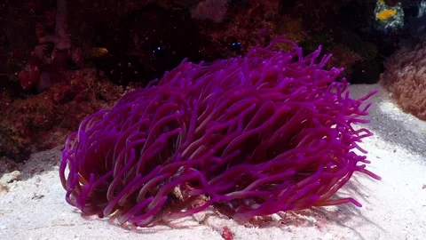 Purple anemone 4K Stock Footage 331276520