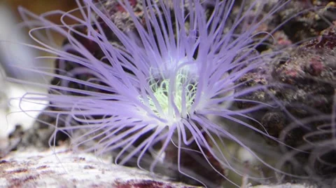 Purple anemone Stock Footage 66242318