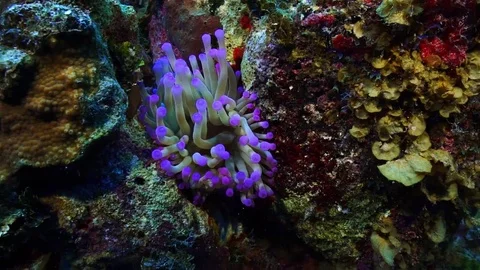 Purple Anemone Stock Footage 80726464