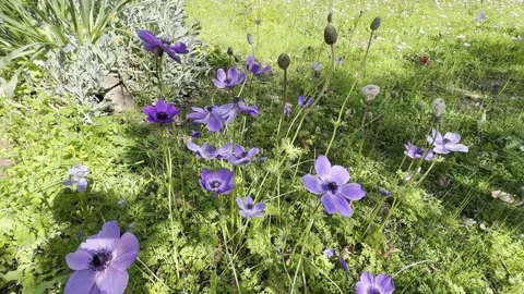 Purple anemone in the garden Stock Footage 277945552