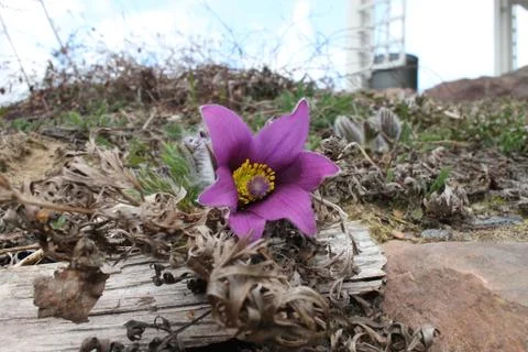Purple Anemone Stock Photos
