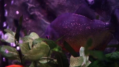Purple aquarium fish Stock Footage 71490707