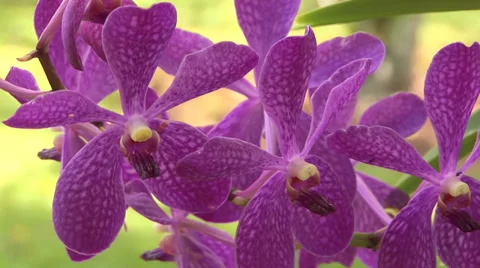 Purple Aranda Orchids Stock Footage 32202207