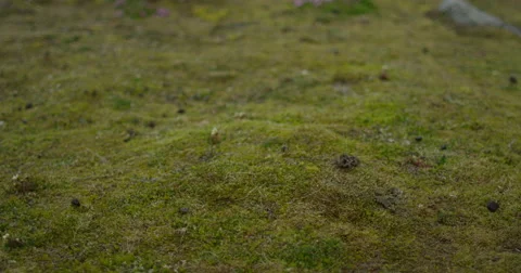 Purple Arctic Tiny Flowers on Bed of Neon Green flora - Dolly Video stock 54265988