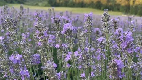 Purple Aromatic Flowers at Lavender Fields in Tirana, Albania Stock Footage 246451463