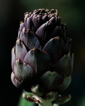 Purple Artichoke in Dramatic lighting. Stock Photos